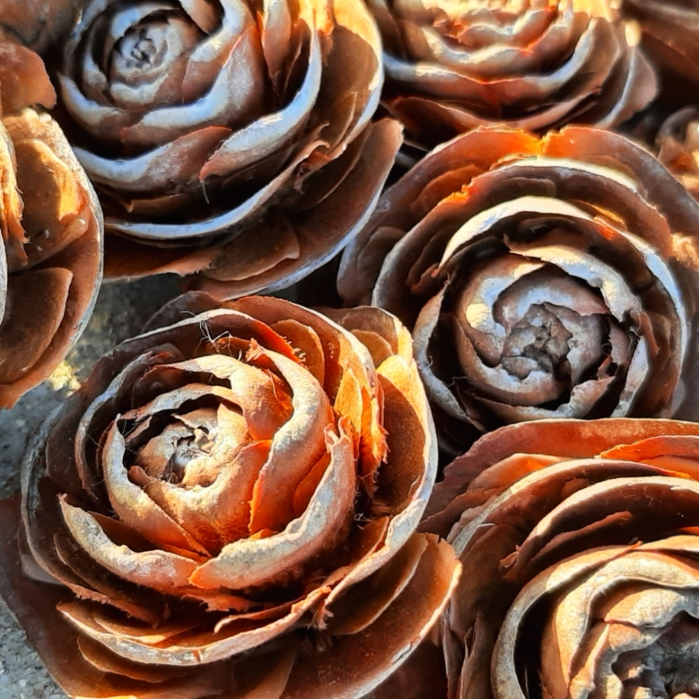 25 Rose Shaped Cedar Pine Cones